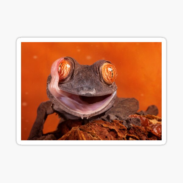 Leaf tailed gecko - happy face Sticker