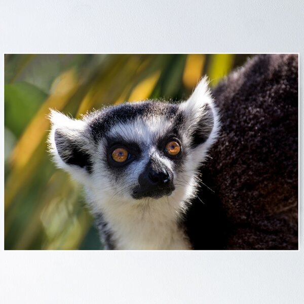 Item preview, Ring Tailed Lemur designed and sold by Ellesscee.