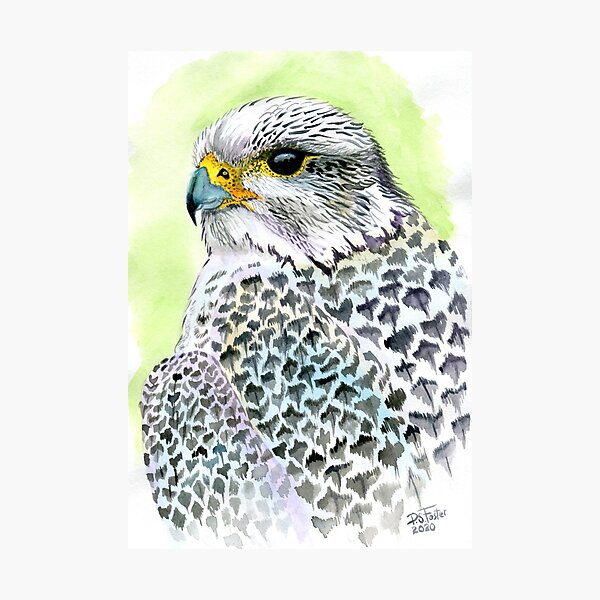Item preview, Gyr Falcon designed and sold by Fozzyartsales.