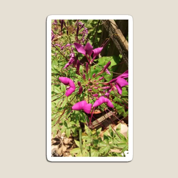 Bright Purple Flowers, Colorful Nature by Courtney Hatcher Magnet