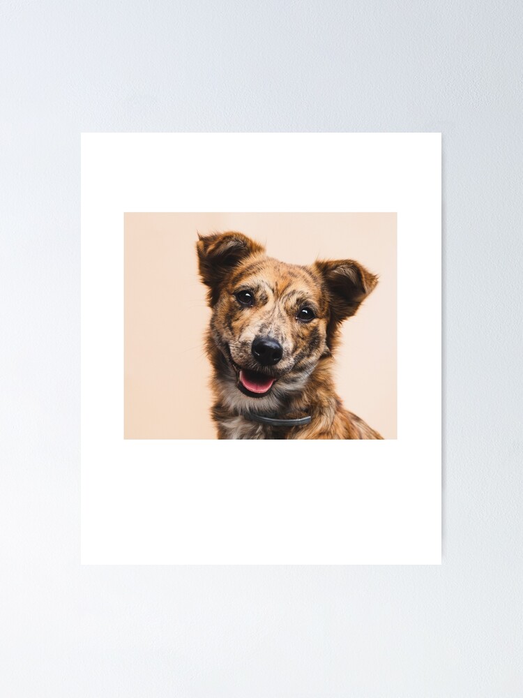 "cute dog " Poster for Sale by Remake1990 Redbubble