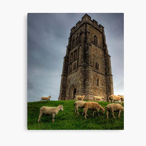 Sheep grazing on Glastonbury Tor Canvas Print