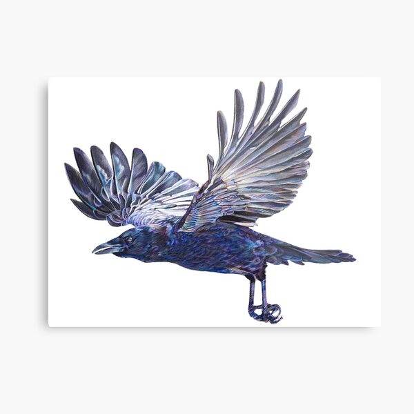 Crow in Flight - coloured pencil drawing Metal Print