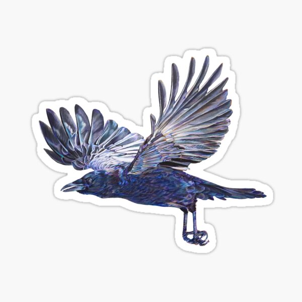 Crow in Flight - coloured pencil drawing Sticker