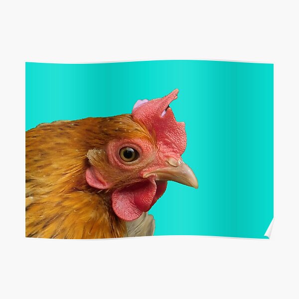 Brownie the Bantam Poster