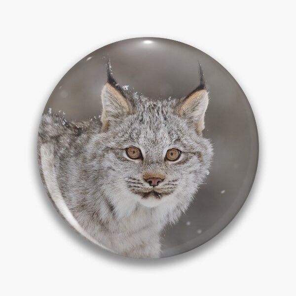 Item preview, Lynx Kitten designed and sold by mlorenz.
