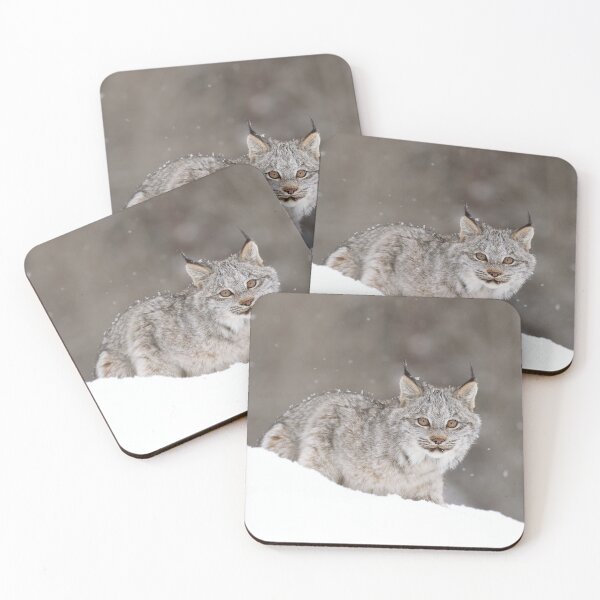 Item preview, Lynx Kitten designed and sold by mlorenz.