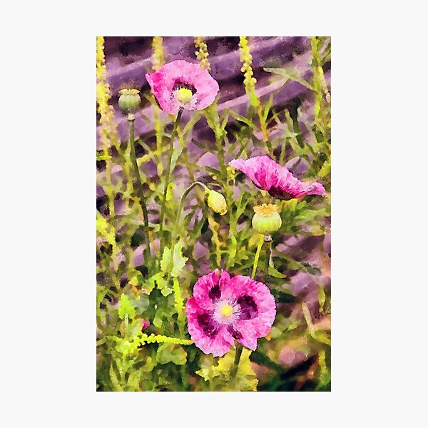 Item preview, Pink Poppy Trio designed and sold by Chris Thaxter.