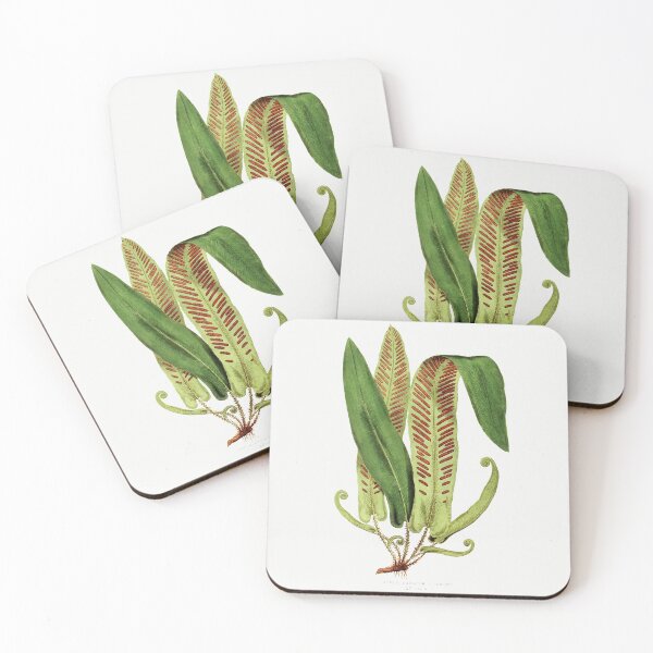 Item preview, Antique Botanical Illustration of a Alspenium Fern (1860) designed and sold by moonandcat.