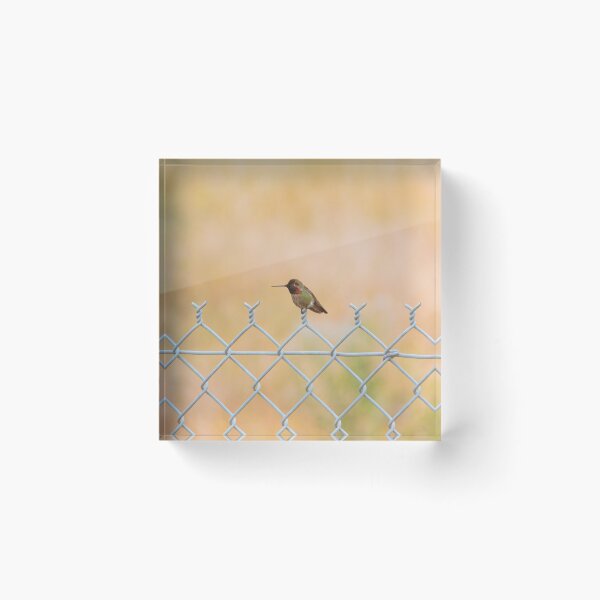 Item preview, Ana's Hummingbird on a fence designed and sold by ritmoboxers.