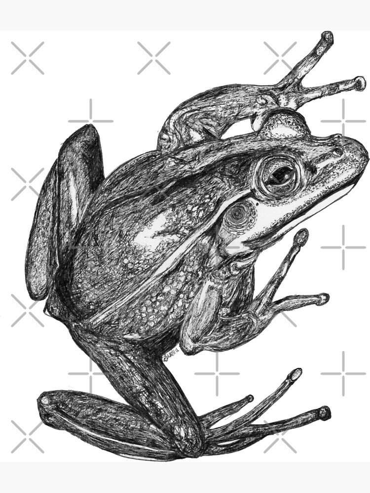 Vonny the Frog by Wildcard-Sue