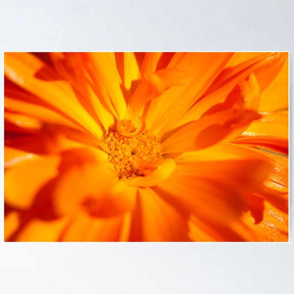 Item preview, Organic Orange designed and sold by Sheaney.