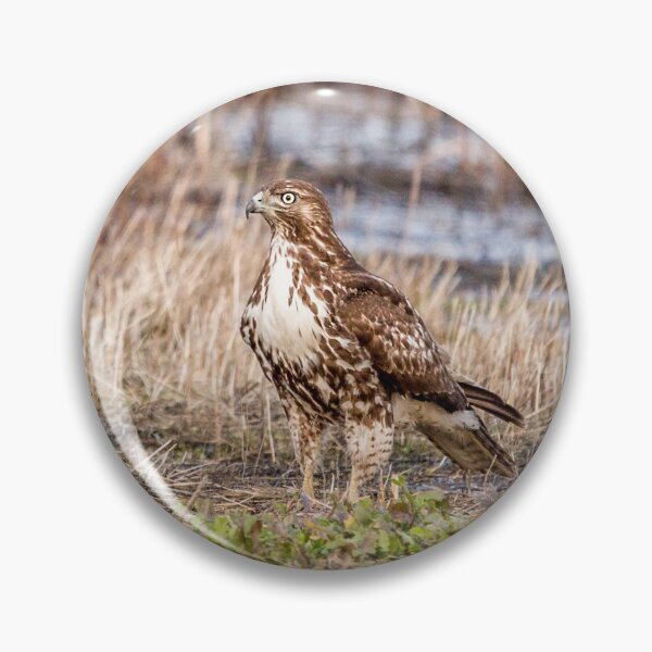 Item preview, Hawk  designed and sold by CarolM.