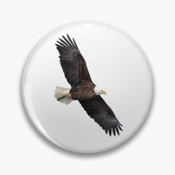 Item preview, Isolated Bald Eagle 2019-5 designed and sold by Thomasyoung.
