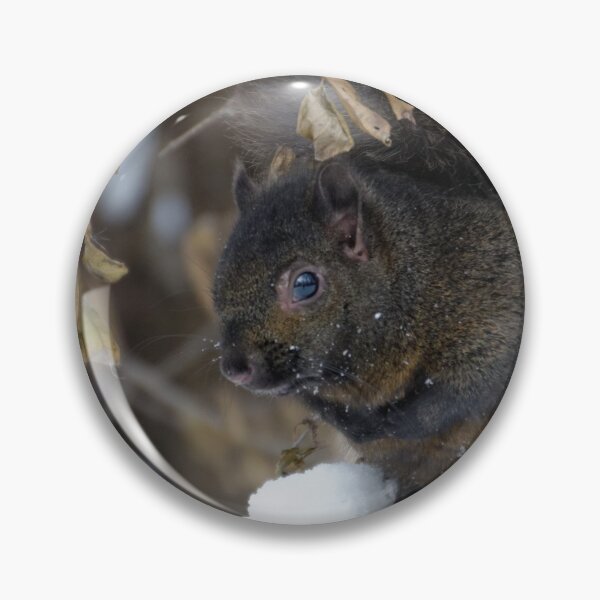 Item preview, Black Squirrel in Winter designed and sold by rodmacpherson.