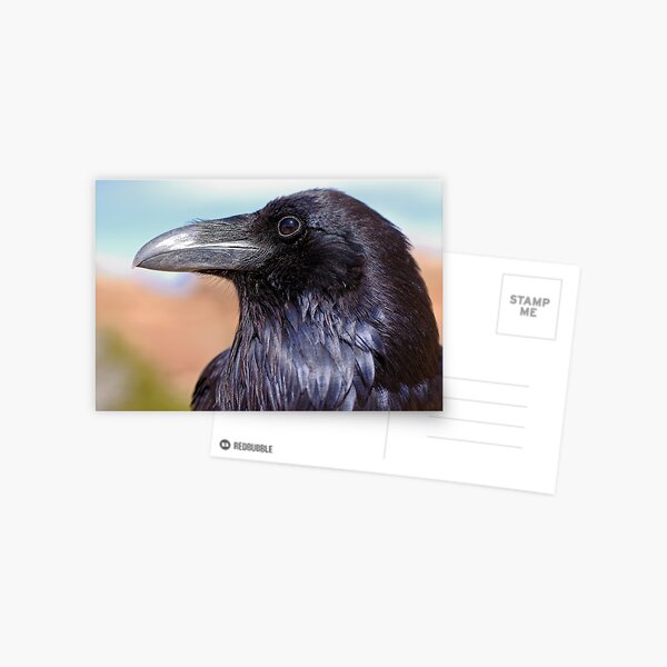 Raven Postcard