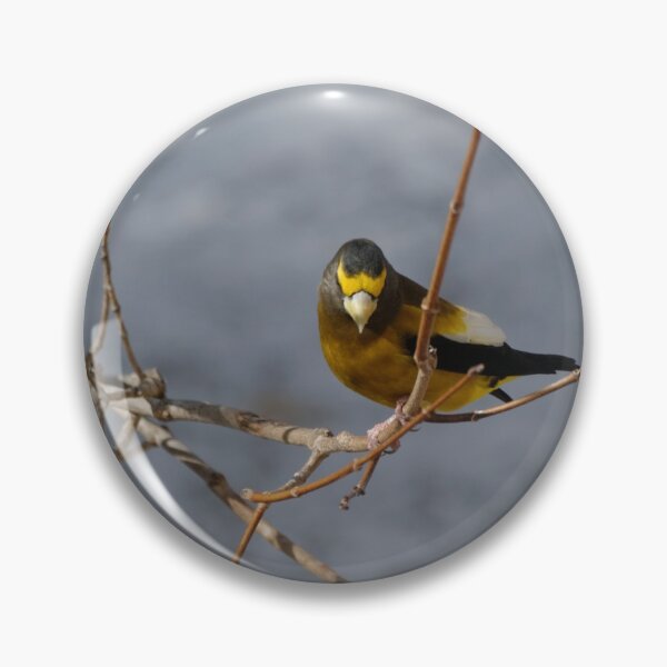 Item preview, Evening Grosbeak - male designed and sold by rodmacpherson.