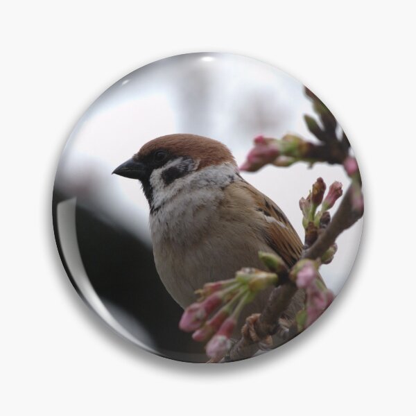 Item preview, Eurasian Tree Sparrow (passer montanus) in a Tree in Tokyo, Japan designed and sold by rodmacpherson.
