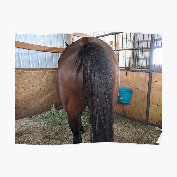 A True Horses Butt! Poster