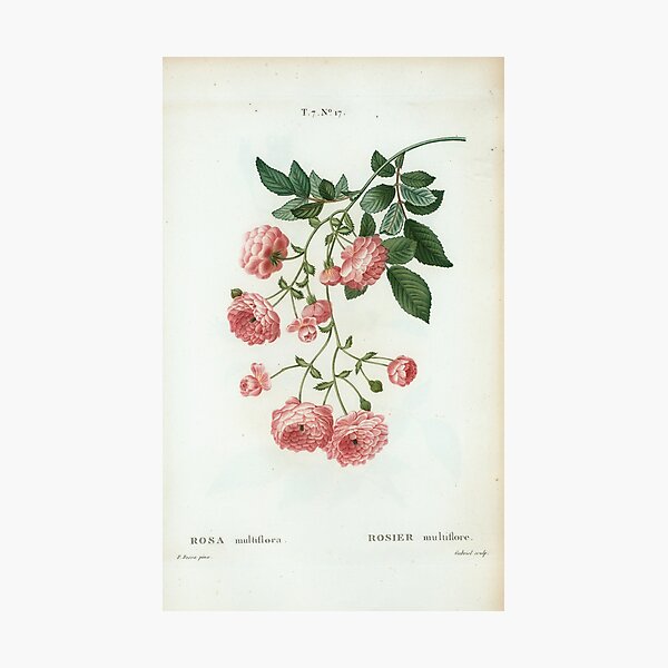 Traité des Arbres et Arbustes 0424 Rosa multiflora rosier multiflore Rambler Rose Multiflowered Rose Photographic Print