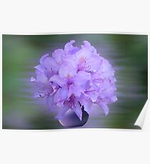 purple green Poster