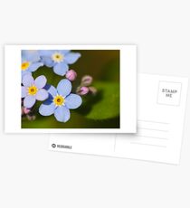 Forget Me Not Postkarten