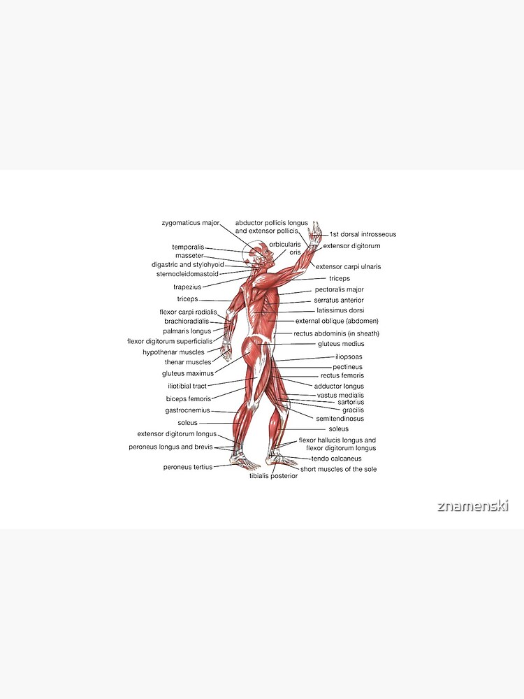 #Muscle, #shoulder, #standing, #arm, #abdomen, #human #leg, #illustration by znamenski