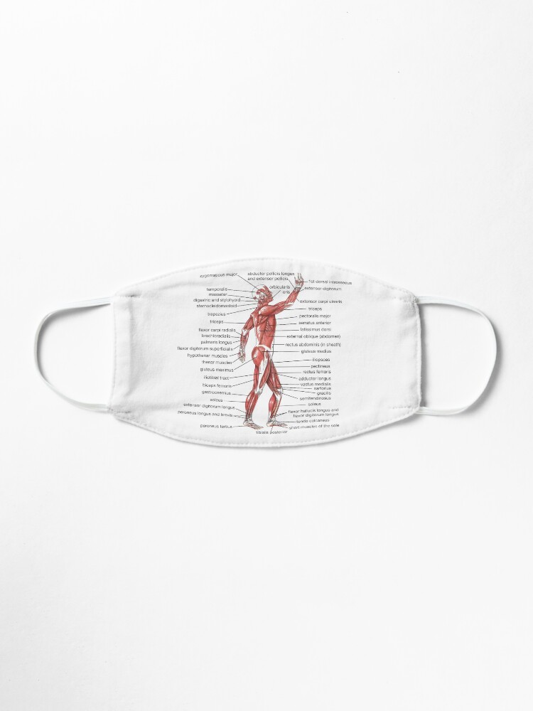 Alternate view of #Muscle, #shoulder, #standing, #arm, #abdomen, #human #leg, #illustration Mask