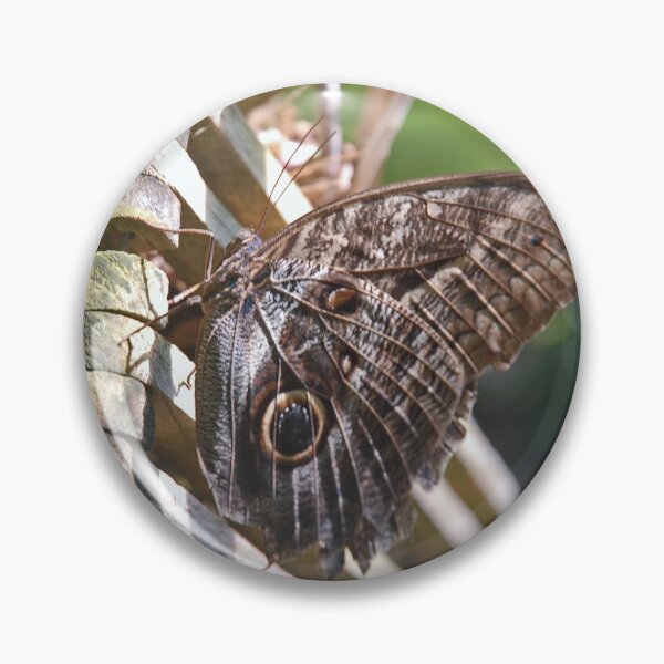Item preview, Winged Wood designed and sold by Robert Meyers-Lussier.
