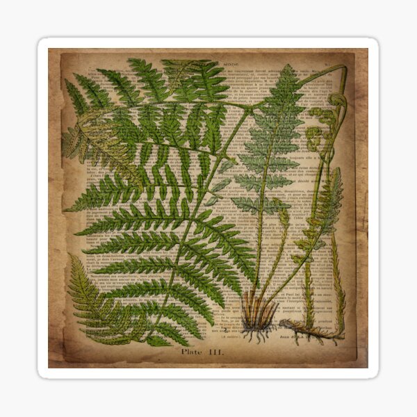 vintage foliage hipster botanical print fern leaves Sticker