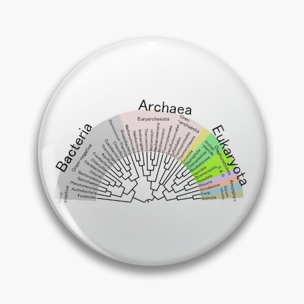 Phylogenetic Evolutionary Tree: Bacteria, Archaeva, Eukaryota Pin
