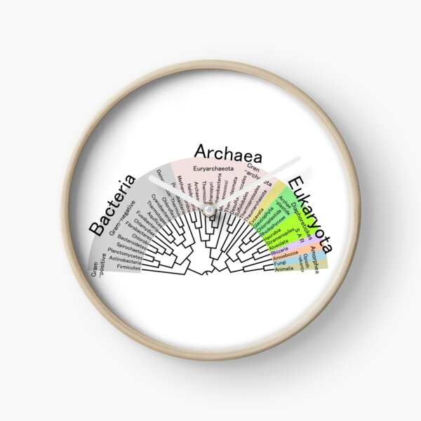 Phylogenetic Evolutionary Tree: Bacteria, Archaeva, Eukaryota Clock
