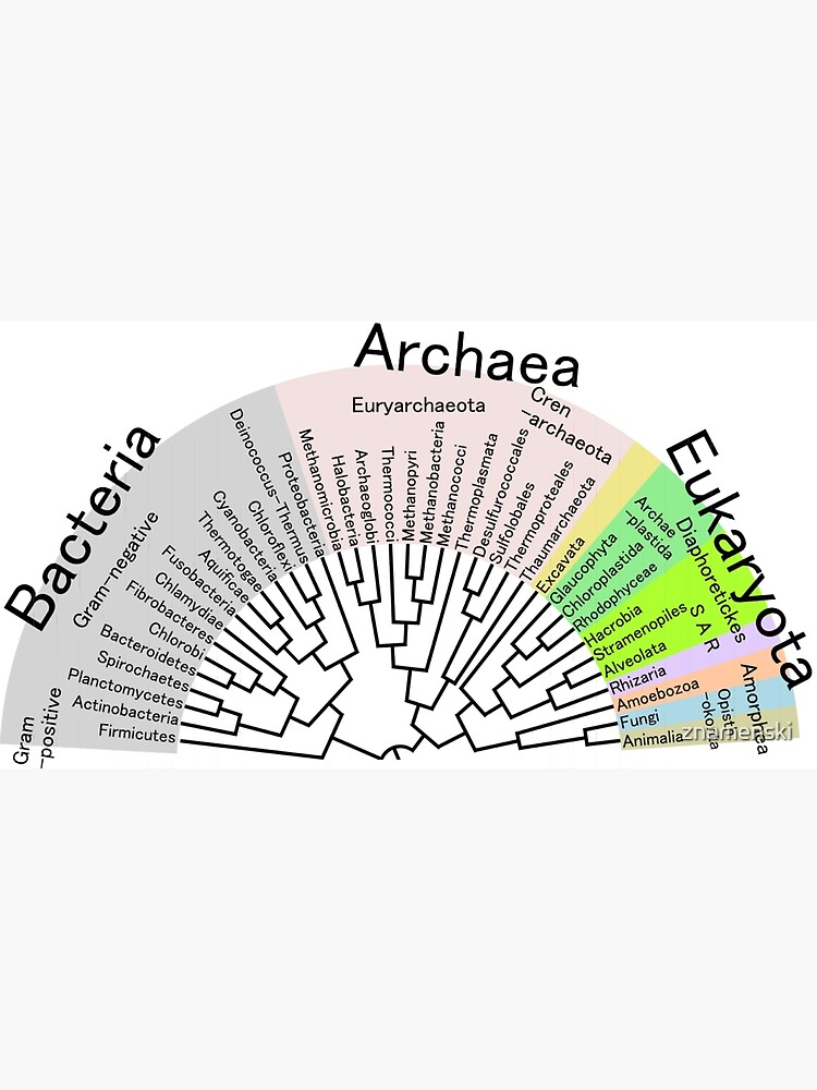 Phylogenetic Evolutionary Tree: Bacteria, Archaeva, Eukaryota by znamenski
