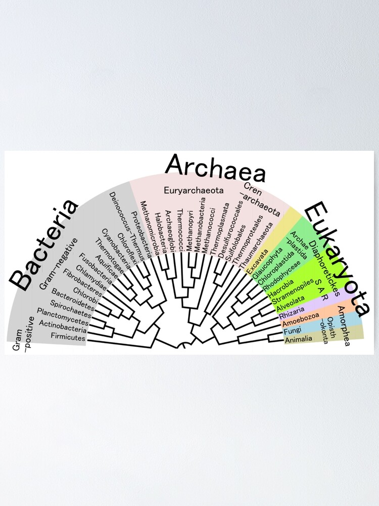 Alternate view of Phylogenetic Evolutionary Tree: Bacteria, Archaeva, Eukaryota Poster