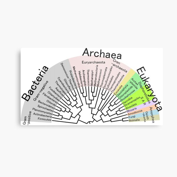 Phylogenetic Evolutionary Tree: Bacteria, Archaeva, Eukaryota Metal Print