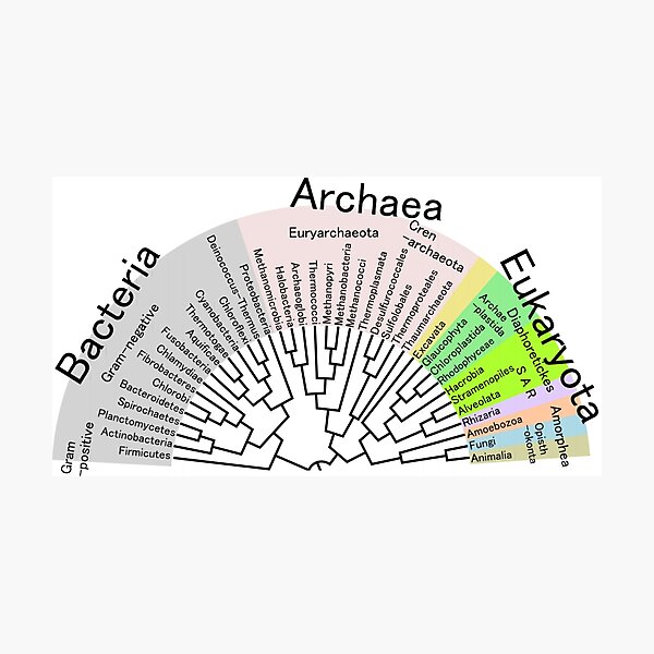 Phylogenetic Evolutionary Tree: Bacteria, Archaeva, Eukaryota - #Phylogenetic #Evolutionary #Tree #Bacteria #Archaeva #Eukaryota Photographic Print