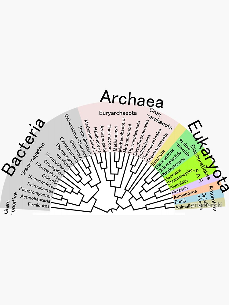 Phylogenetic Evolutionary Tree: Bacteria, Archaeva, Eukaryota by znamenski
