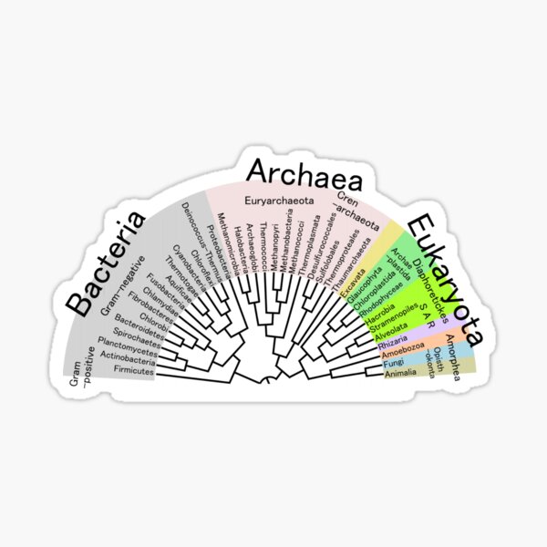 Phylogenetic Evolutionary Tree: Bacteria, Archaeva, Eukaryota - #Phylogenetic #Evolutionary #Tree #Bacteria #Archaeva #Eukaryota Sticker