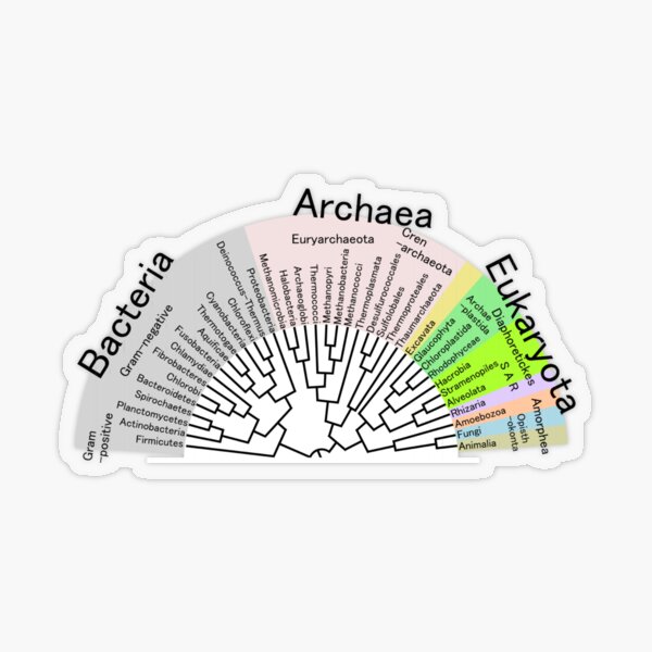 Phylogenetic Evolutionary Tree: Bacteria, Archaeva, Eukaryota Transparent Sticker