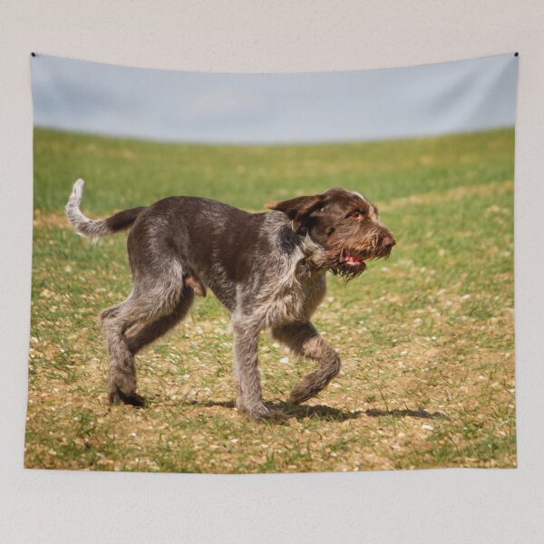 Item preview, Running with a ball Spinone by heidiannemorris designed and sold by FOLK ART FUSION by heidiannemorris.