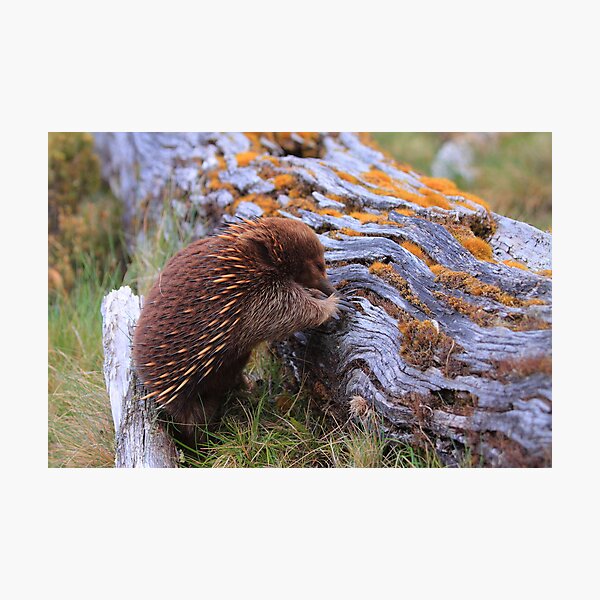 Cuddle the Echidna Photographic Print