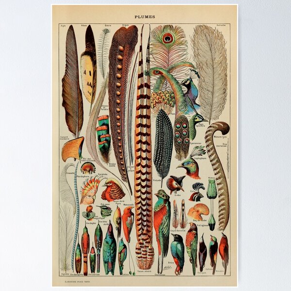 Item preview, Feathers (Plumes) Vintage French Poster by Adolphe Millot designed and sold by wildtribe.