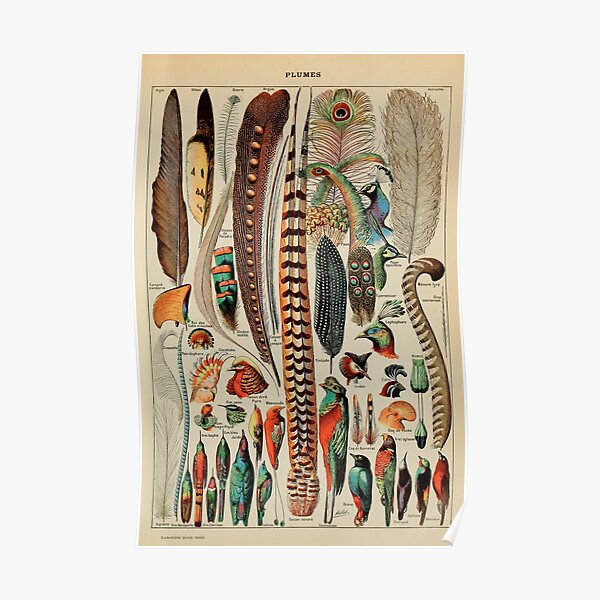 Feathers (Plumes) Vintage French Poster by Adolphe Millot Poster