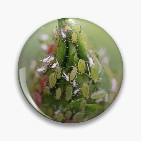 Item preview, Маcro Green rose aphid (Macrosiphum rosae, Aphididae) on rose bud - Funny Insects Entomology Gift 2 designed and sold by r-silver.