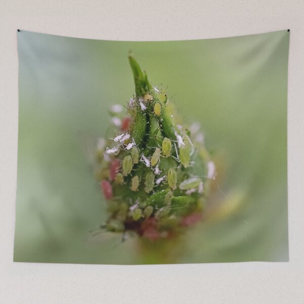 Item preview, Маcro Green rose aphid (Macrosiphum rosae, Aphididae) on rose bud - Funny Insects Entomology Gift 2 designed and sold by r-silver.