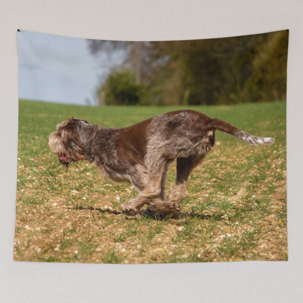 Item preview, Fetching a ball Spinone designed and sold by FOLK ART FUSION by heidiannemorris.