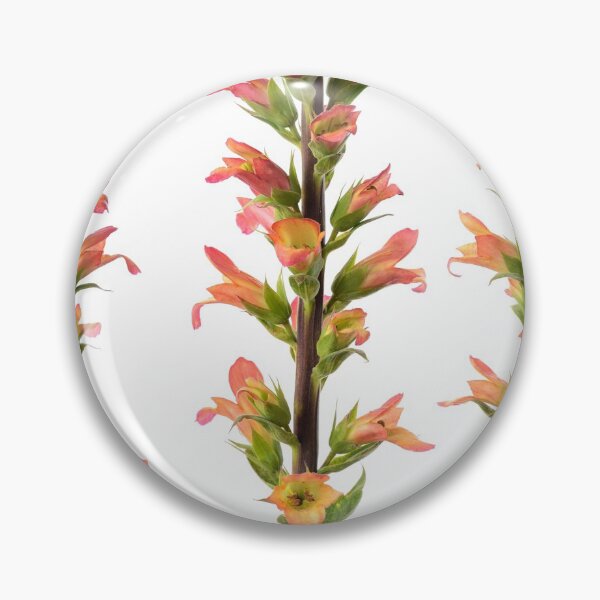 Item preview, Digitalis x valinii  Foxglove  designed and sold by Chris Burrows.
