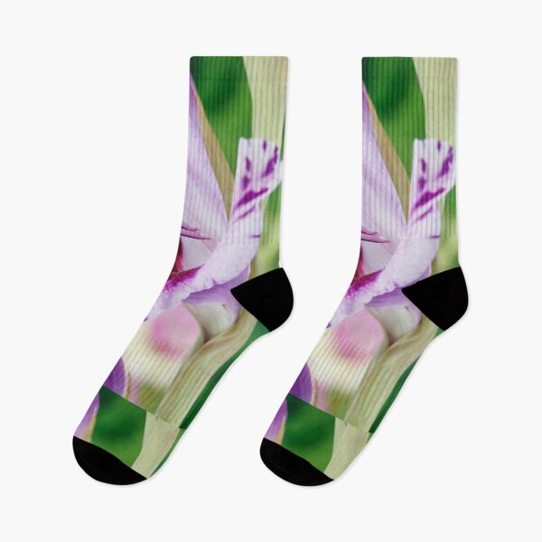 Aperçu de l'œuvre Gladiolus 'Passos' créée et vendue par Chris Burrows.