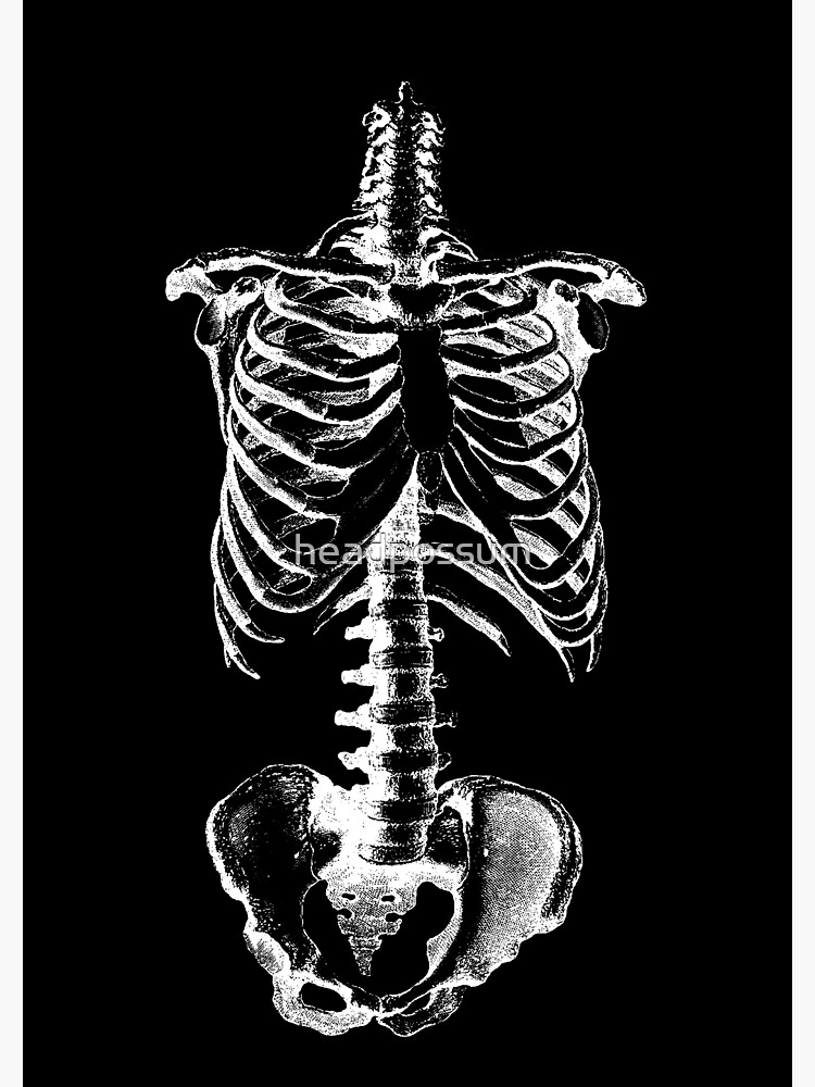 Skeleton Ribs and Hips Art Print for Sale by headpossum
