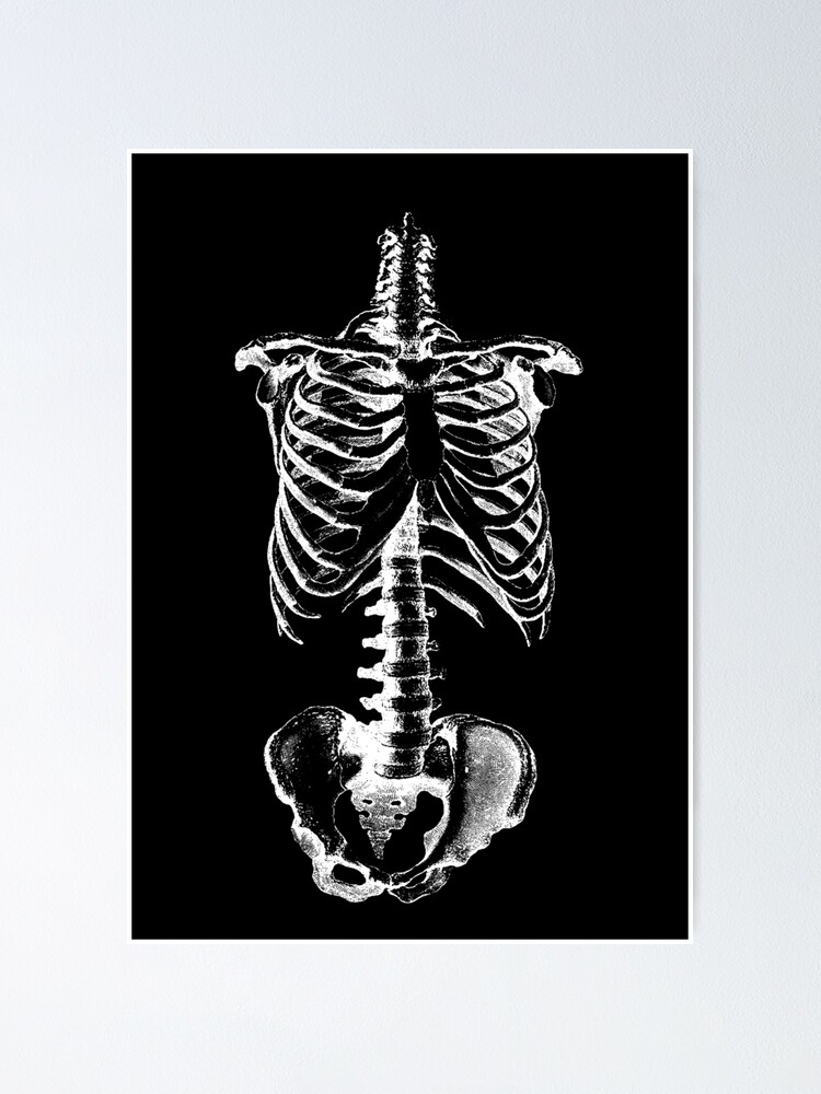 Skeleton Ribs and Hips | Poster